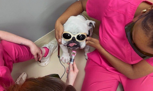 Nash Country Veterinary Laser Therapy